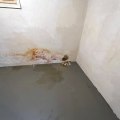 Furnace Repair Issues Caused By Basement Floods And Sewage Backups In Seattle, WA